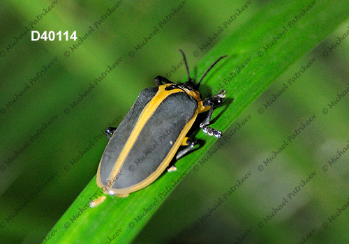 Mecistomela marginata (Hispinae, Chrysomelidae)